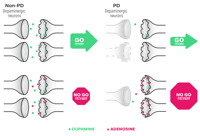 Drawing to help demonstrate the go (direct) and no go (indirect) pathways in dopamine and adenosine receptors in PD