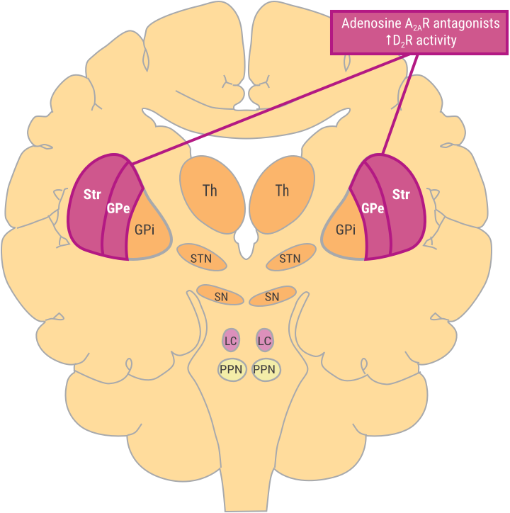 mechanism-of-action-nourianz-istradefylline-hcp